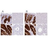 Anti-ZG16 antibody produced in rabbit Prestige Antibodies® Powered by Atlas Antibodies, affinity isolated antibody, buffered aqueous glycerol solution