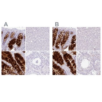 Anti-ZG16 antibody produced in rabbit Prestige Antibodies&#174; Powered by Atlas Antibodies, affinity isolated antibody, buffered aqueous glycerol solution