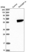 Anti-RASGEF1A antibody produced in rabbit Prestige Antibodies® Powered by Atlas Antibodies, affinity isolated antibody, buffered aqueous glycerol solution