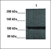 Anti-ACE2 antibody produced in rabbit affinity isolated antibody