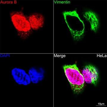 Anti-Aurora B Antibody, clone 3C4V8, Rabbit Monoclonal