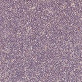 Anti-ZMAT3 Prestige Antibodies® Powered by Atlas Antibodies, affinity isolated antibody