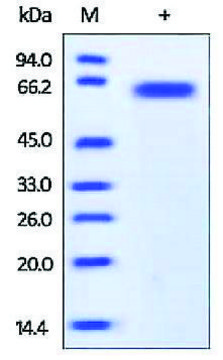 Furin human recombinant, expressed in HEK 293 cells, &#8805;95% (SDS-PAGE)