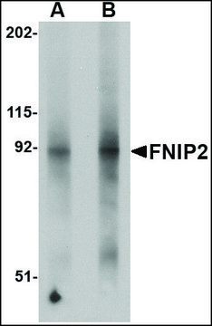 Anti-FNIP2 antibody produced in rabbit affinity isolated antibody, buffered aqueous solution, ab2