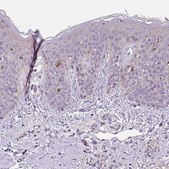 Anti-C4orf48 antibody produced in rabbit Prestige Antibodies® Powered by Atlas Antibodies, affinity isolated antibody, buffered aqueous glycerol solution