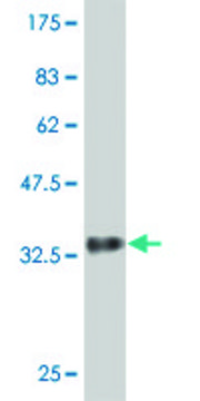 Monoclonal Anti-DENR antibody produced in mouse clone 1H3, purified immunoglobulin, buffered aqueous solution