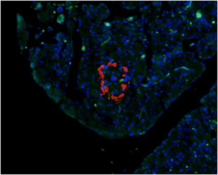 Anti-Glucagon Antibody, clone 13D11.33 clone 13D11.33, from mouse