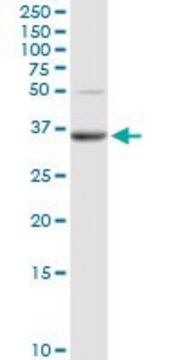 Anti-PPAP2A antibody produced in rabbit purified immunoglobulin, buffered aqueous solution