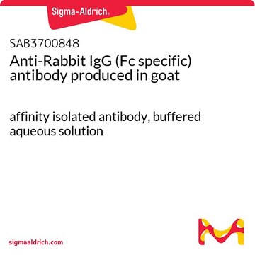 Anti-Rabbit IgG (Fc specific) antibody produced in goat affinity isolated antibody, buffered aqueous solution