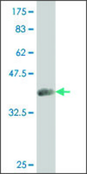 ANTI-SMAD4 antibody produced in mouse clone 4D12, purified immunoglobulin, buffered aqueous solution