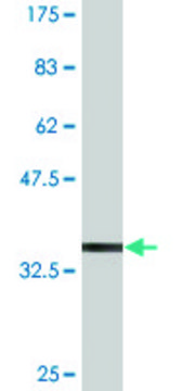 Monoclonal Anti-TSPAN2 antibody produced in mouse clone 1F2, purified immunoglobulin, buffered aqueous solution