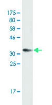 Monoclonal Anti-STAR antibody produced in mouse clone 5F9, ascites fluid