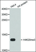 Anti-Histone H4K20me3 antibody produced in rabbit affinity isolated antibody