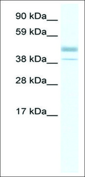 Anti-ESRRB antibody produced in rabbit affinity isolated antibody