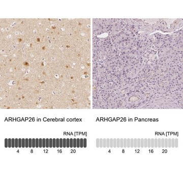 Anti-ARHGAP26 antibody produced in rabbit Prestige Antibodies&#174; Powered by Atlas Antibodies, affinity isolated antibody, buffered aqueous glycerol solution