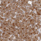 Anti-FAM129A antibody produced in rabbit Prestige Antibodies® Powered by Atlas Antibodies, affinity isolated antibody, buffered aqueous glycerol solution, ab2