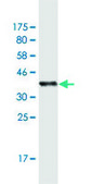 Monoclonal Anti-PTPRN antibody produced in mouse clone 8E3, purified immunoglobulin, buffered aqueous solution