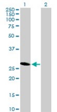 Anti-HES6 antibody produced in mouse purified immunoglobulin, buffered aqueous solution