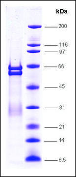 PPAR&#945; isotype, ligand binding domain, GST tagged human recombinant, expressed in E. coli, &#8805;80% (SDS-PAGE)