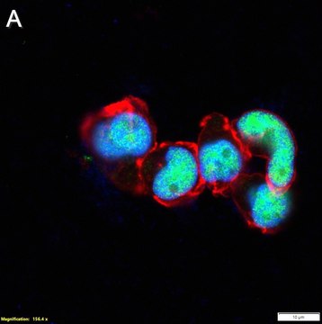 Anti-SPI-C Antibody, clone 1F10 ZooMAb&#174; Rabbit Monoclonal recombinant, expressed in HEK 293 cells