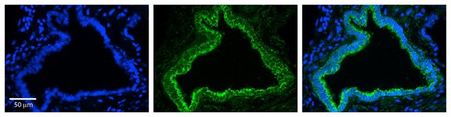 Anti-RHOD (AB1) antibody produced in rabbit affinity isolated antibody