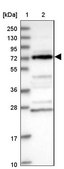 Anti-DUS3L antibody produced in rabbit Prestige Antibodies® Powered by Atlas Antibodies, affinity isolated antibody, buffered aqueous glycerol solution