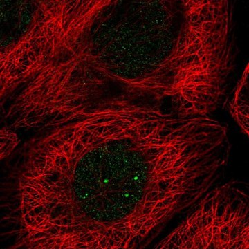 Anti-E2F5 antibody produced in rabbit Prestige Antibodies&#174; Powered by Atlas Antibodies, affinity isolated antibody