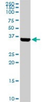 Anti-BARHL1 antibody produced in rabbit purified immunoglobulin, buffered aqueous solution