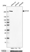 Anti-ATF7IP antibody produced in rabbit Prestige Antibodies® Powered by Atlas Antibodies, affinity isolated antibody, buffered aqueous glycerol solution