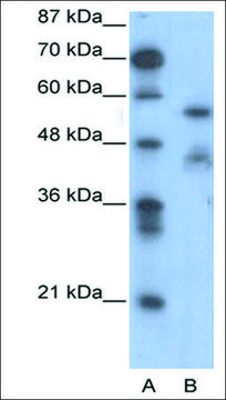 Anti-NFIA antibody produced in rabbit affinity isolated antibody