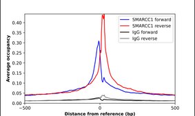 Anti-SMARCC1 antibody produced in rabbit Prestige Antibodies® Powered by Atlas Antibodies, affinity isolated antibody, buffered aqueous glycerol solution