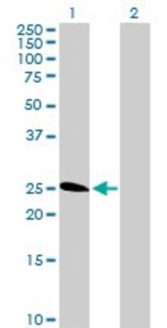 Anti-TNFRSF18 antibody produced in rabbit purified immunoglobulin, buffered aqueous solution