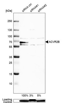 Anti-ACVR2B antibody produced in rabbit Prestige Antibodies&#174; Powered by Atlas Antibodies, affinity isolated antibody