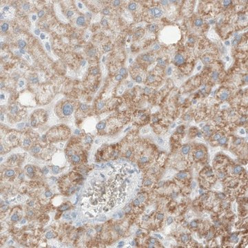 Monoclonal Anti-SDHB antibody produced in mouse Prestige Antibodies&#174; Powered by Atlas Antibodies, clone CL0346, purified immunoglobulin, buffered aqueous glycerol solution