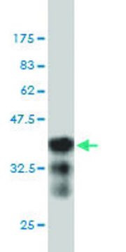 Monoclonal Anti-BRRN1 antibody produced in mouse clone 1C9, purified immunoglobulin, buffered aqueous solution