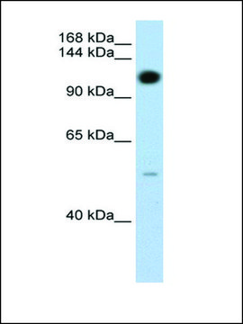 Anti-PUM2 antibody produced in rabbit IgG fraction of antiserum