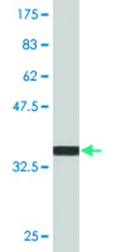 Monoclonal Anti-PIM3, (C-terminal) antibody produced in mouse clone 4A9, purified immunoglobulin, buffered aqueous solution