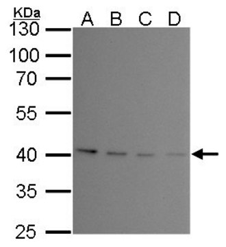 Monoclonal Anti-PRMT1 antibody produced in mouse clone GT10111, affinity isolated antibody