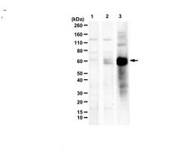 Anti-C9ORF72/C9RANT (GPsense-CT) serum, from rabbit