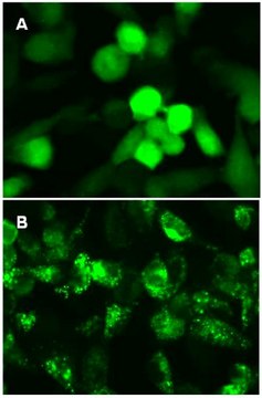 LentiBrite GFP-LC3 Lentiviral Biosensor