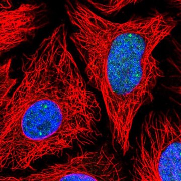 Anti-TOE1 antibody produced in rabbit Prestige Antibodies&#174; Powered by Atlas Antibodies, affinity isolated antibody