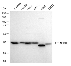 KD-Validated Anti NSDHL Antibody, clone 24GB510, Rabbit Monoclonal clone 24GB510, recombinant rabbit monoclonal, expressed in HEK293 cells