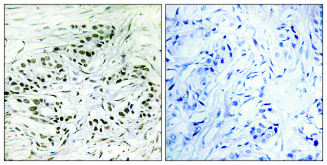 Anti-ERF antibody produced in rabbit affinity isolated antibody