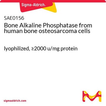 Bone Alkaline Phosphatase from human bone osteosarcoma cells lyophilized, &#8805;2000 u/mg protein