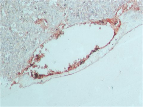 Anti-Rabbit IgG (whole molecule) antibody produced in goat whole antiserum, lyophilized powder