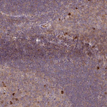 Anti-ZNF266 antibody produced in rabbit Prestige Antibodies&#174; Powered by Atlas Antibodies, affinity isolated antibody, buffered aqueous glycerol solution