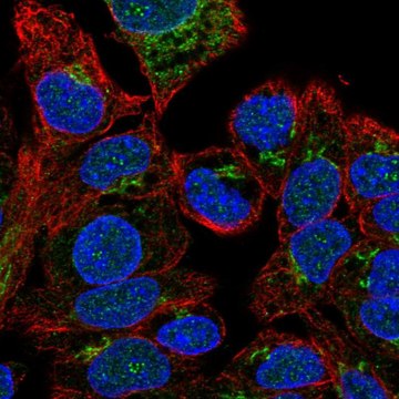 Anti-F5 antibody produced in rabbit Prestige Antibodies&#174; Powered by Atlas Antibodies, affinity isolated antibody, buffered aqueous glycerol solution