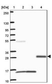 Anti-VWC2 antibody produced in rabbit Prestige Antibodies® Powered by Atlas Antibodies, affinity isolated antibody, buffered aqueous glycerol solution
