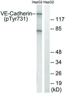 Anti-phospho-VE-Cadherin (pTyr731) antibody produced in rabbit affinity isolated antibody