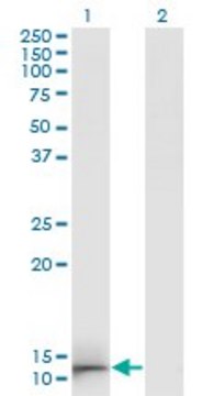 Monoclonal Anti-GAL antibody produced in mouse clone 3C1-G5, ascites fluid